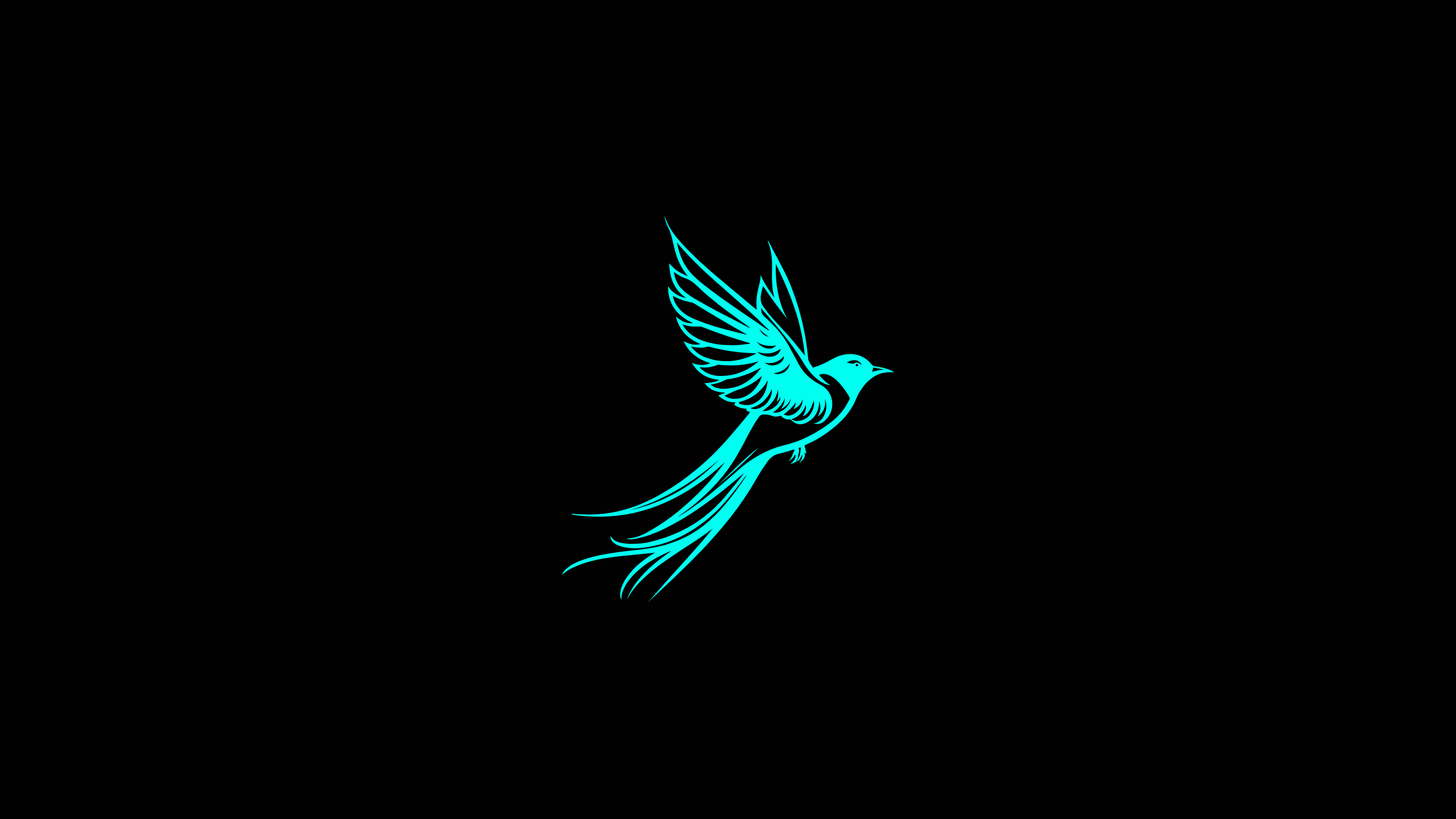 Creator Accelerator