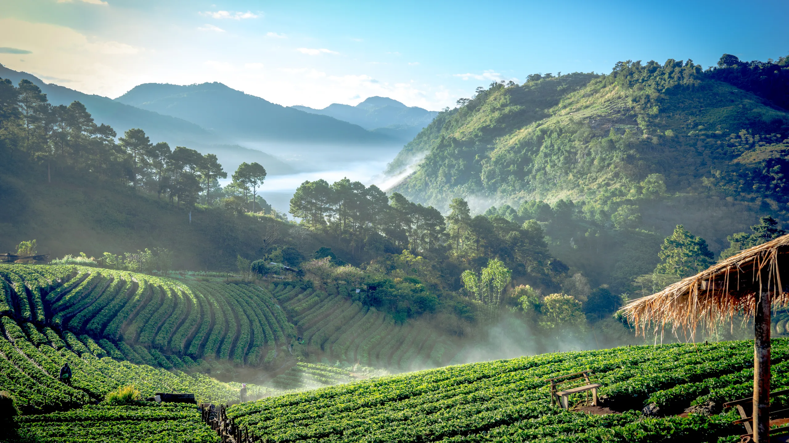 Misty terraced green fields and mountains in Chiang Dao, Thailand